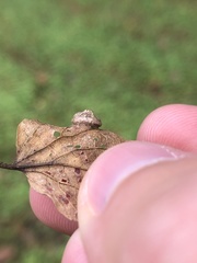 Pachypsylla celtidisumbilicus
