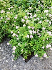 Spiraea japonica