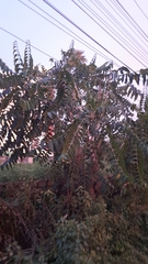 Ailanthus excelsa