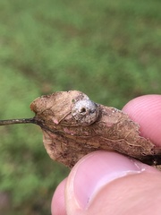Pachypsylla celtidisumbilicus
