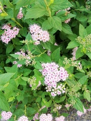 Spiraea japonica