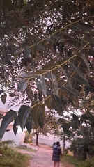 Ailanthus excelsa