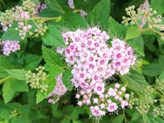 Spiraea japonica