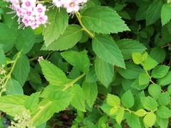 Spiraea japonica