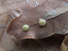 Neuroterus quercusbaccarum