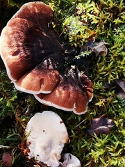 Postia pelliculosa