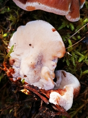 Postia pelliculosa
