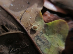 Neuroterus quercusbaccarum