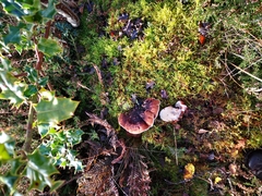 Postia pelliculosa