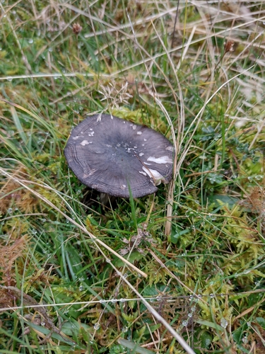 Entoloma atromadidum