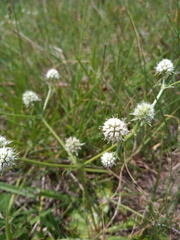 Eryngium nudicaule