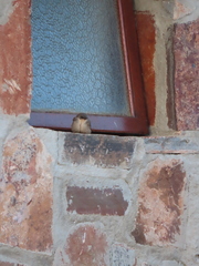 Ptyonoprogne fuligula