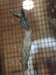 Uloborus barbipes