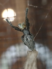Uloborus barbipes