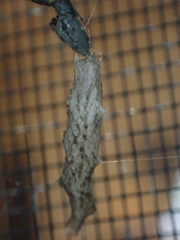 Uloborus barbipes