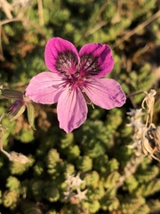 Erodium glandulosum
