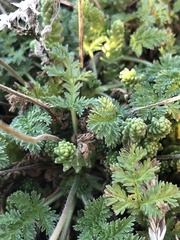 Erodium glandulosum
