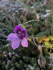 Erodium glandulosum