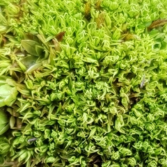 Trichostomum crispulum