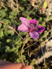 Erodium glandulosum