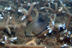 Stegastes punctatus