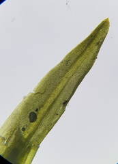 Trichostomum crispulum