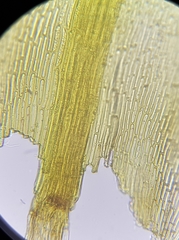 Trichostomum crispulum