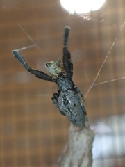 Uloborus barbipes