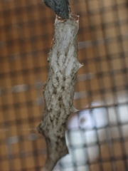 Uloborus barbipes