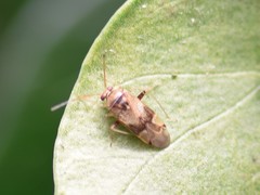 Pinalitus cervinus