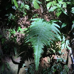 Microlepia trichocarpa