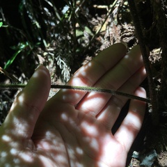 Microlepia trichocarpa