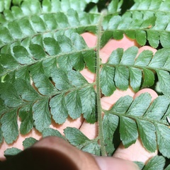 Microlepia trichocarpa