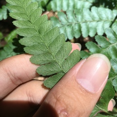 Microlepia trichocarpa