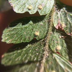 Microlepia trichocarpa