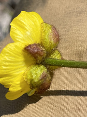 Ranunculus sulphureus