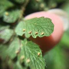 Microlepia trichocarpa