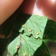 Microlepia trichocarpa