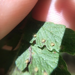 Microlepia trichocarpa