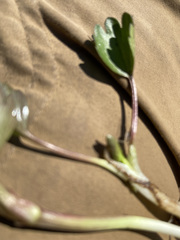Ranunculus sulphureus