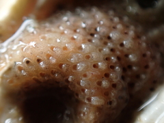 Cryptosula pallasiana