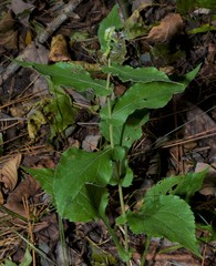 Solidago auriculata