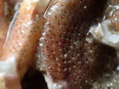 Cryptosula pallasiana