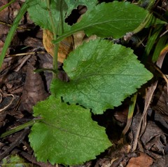Solidago auriculata
