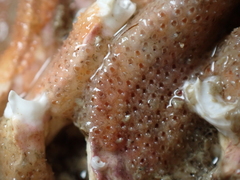 Cryptosula pallasiana