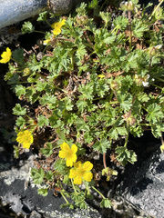Potentilla elegans