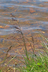 Deschampsia cespitosa cespitosa