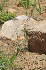 Deschampsia cespitosa cespitosa