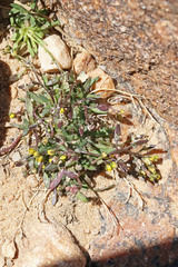 Draba globosa