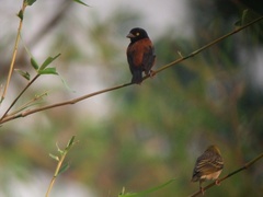 Ploceus castaneofuscus
